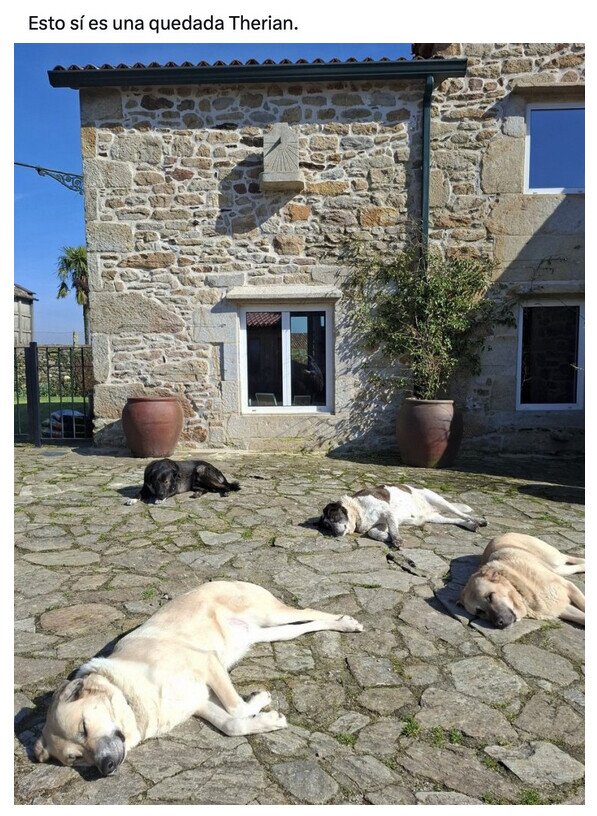 Meme_otros - Quedada Therian bien