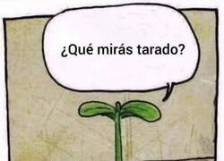 Enlace a La tontería del día