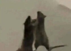 Enlace a Yo no peleo