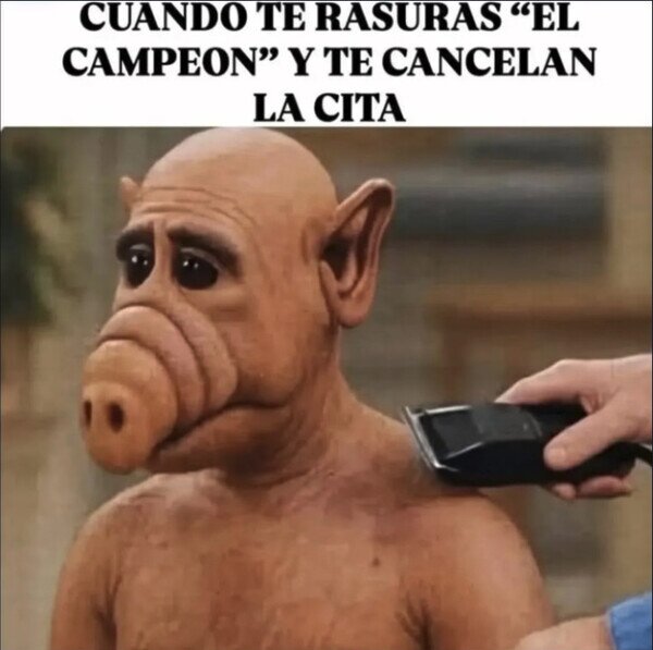 Otros - Puesta a punto para nada