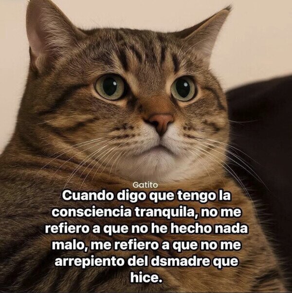 Otros - Conciencia de gato