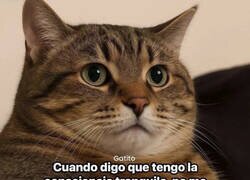 Enlace a Conciencia de gato