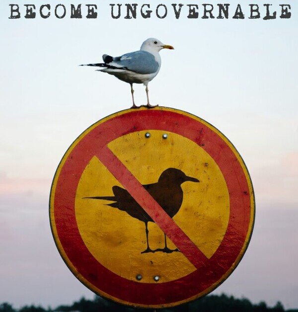 gaviota,se&ntilde;al,ingobernable