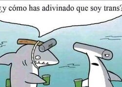 Enlace a Tiburón trans