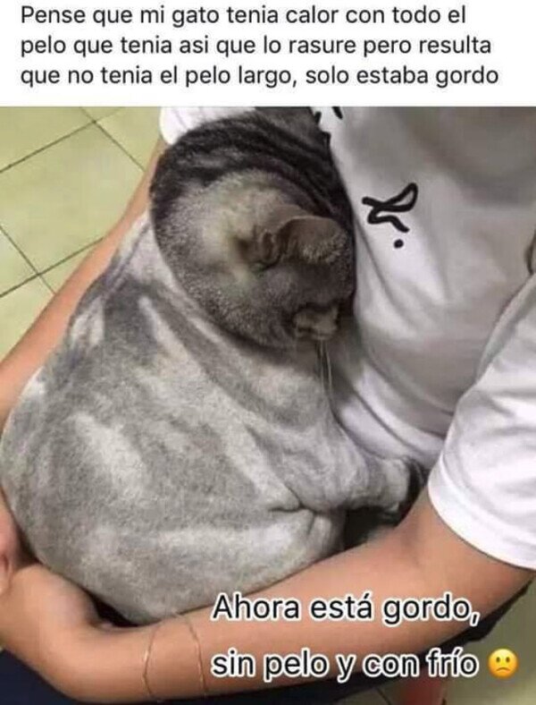 Meme_otros - Todo mal para este gato