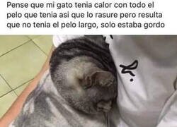Enlace a Todo mal para este gato
