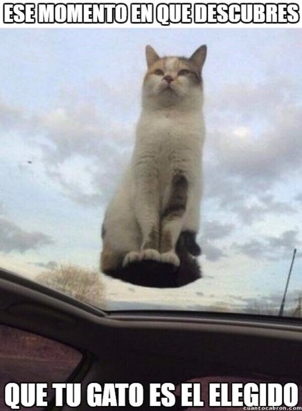 Meme_otros - Ya lo sabía, solo es la confirmación