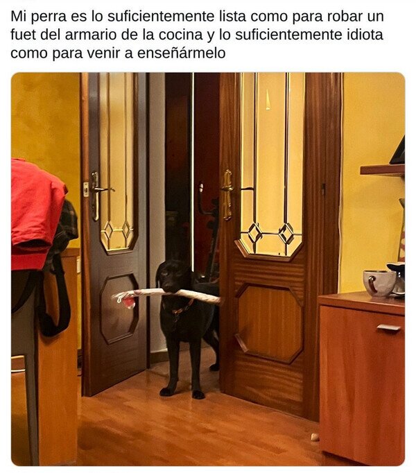 Meme_otros - A mi perra le gusta el fuet