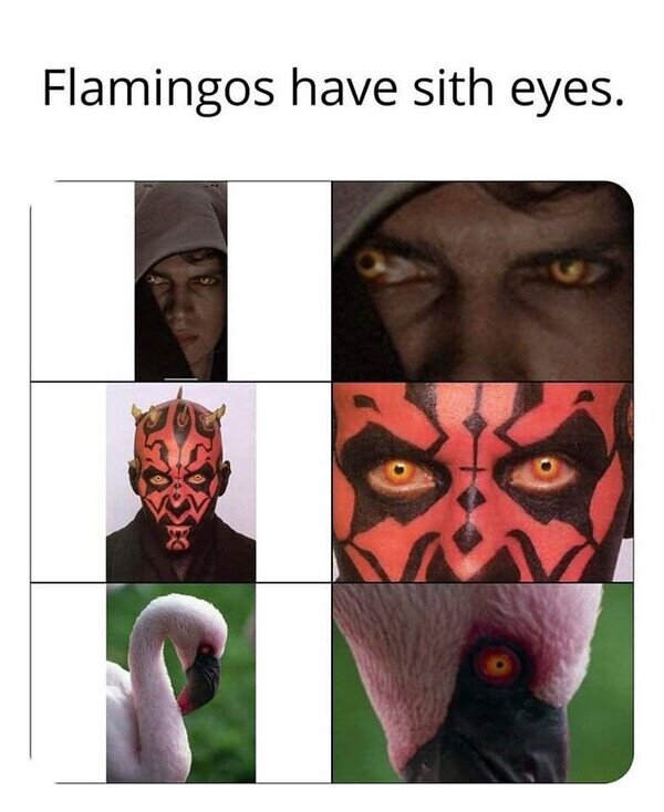Meme_otros - Los flamencos son Sith