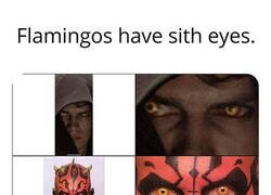 Enlace a Los flamencos son Sith