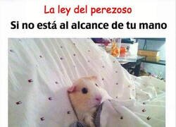 Enlace a La ley del perezoso