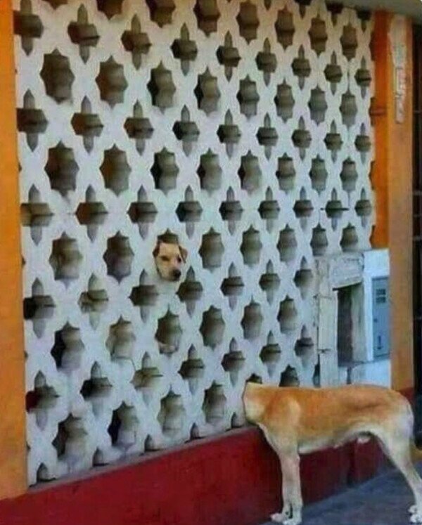 Meme_otros - El Firulais encontró un portal