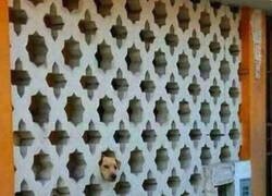 Enlace a El Firulais encontró un portal