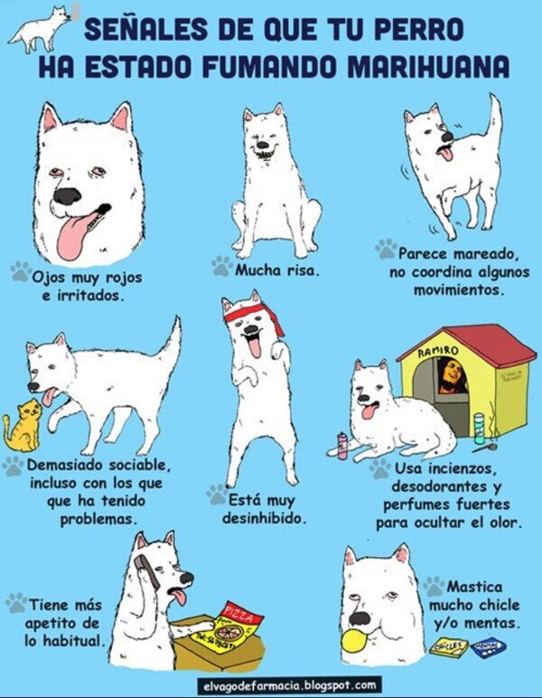 Meme_otros - Si tu perro hace esto, sospecha