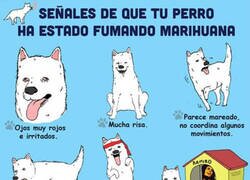 Enlace a Si tu perro hace esto, sospecha