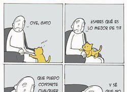 Enlace a Los gatos también juzgan