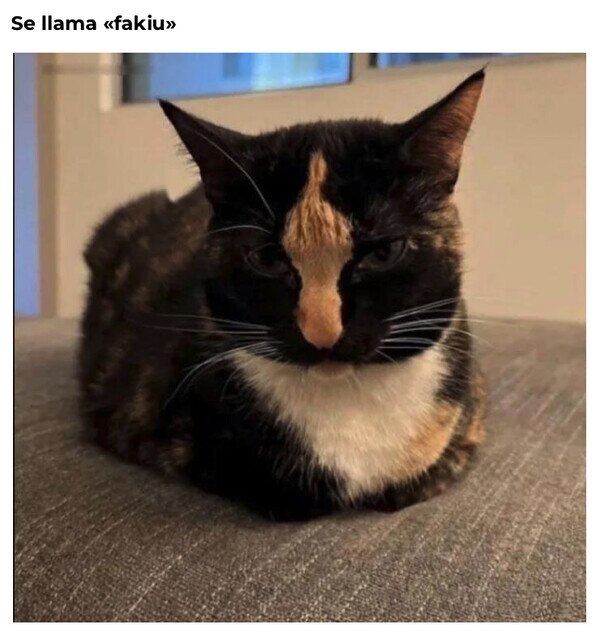 Otros - El mejor nombre para este michi