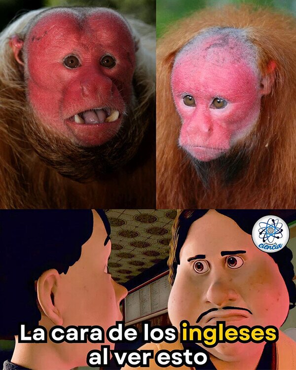 Meme_otros - El mono británico