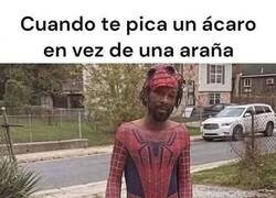 Enlace a SpiderMAL