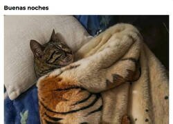 Enlace a Gustico visual