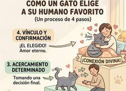 Enlace a Cómo un gato elige a su humano favorito