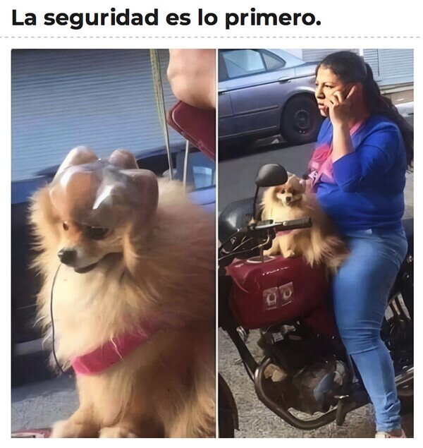 Otros - No venden cascos para perro así que tuve que improvisar