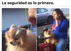 Enlace a No venden cascos para perro así que tuve que improvisar