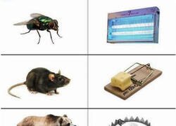 Enlace a Animales y trampas en las que suelen caer