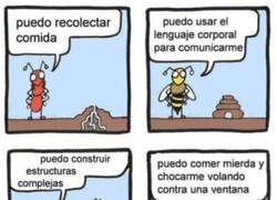 Enlace a La habilidad de los insectos