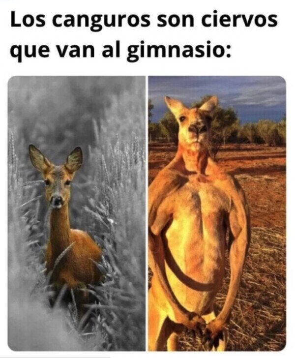 ciervos,canguros,animales,gimnasio