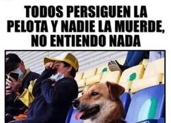 Enlace a Por eso a los perros no les gusta el fútbol