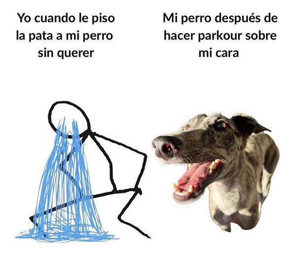 perro,pisar,culpabilidad