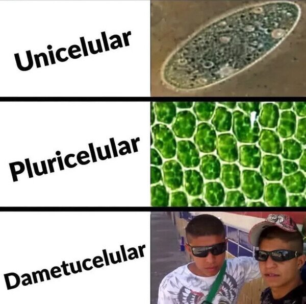 Otros - Aprende a diferenciarlos