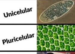 Enlace a Aprende a diferenciarlos