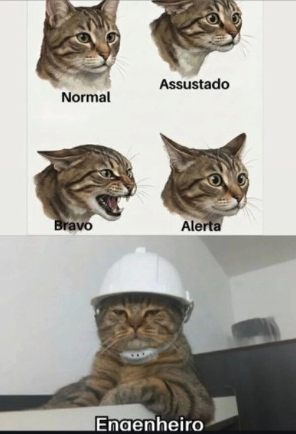 Meme_otros - Cómo son los gatos según su cara