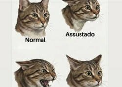 Enlace a Cómo son los gatos según su cara