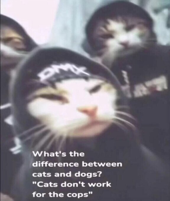 Meme_otros - Un gato nunca te delataría