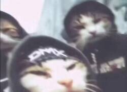 Enlace a Un gato nunca te delataría