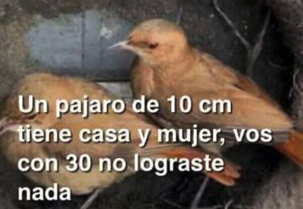 Meme_otros - Este pájaro es más que tú