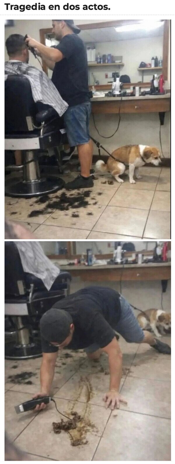 tragedia,perro,caca,peluquero