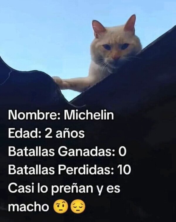 Otros - La dura vida de tejado