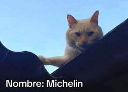 Enlace a La dura vida de tejado