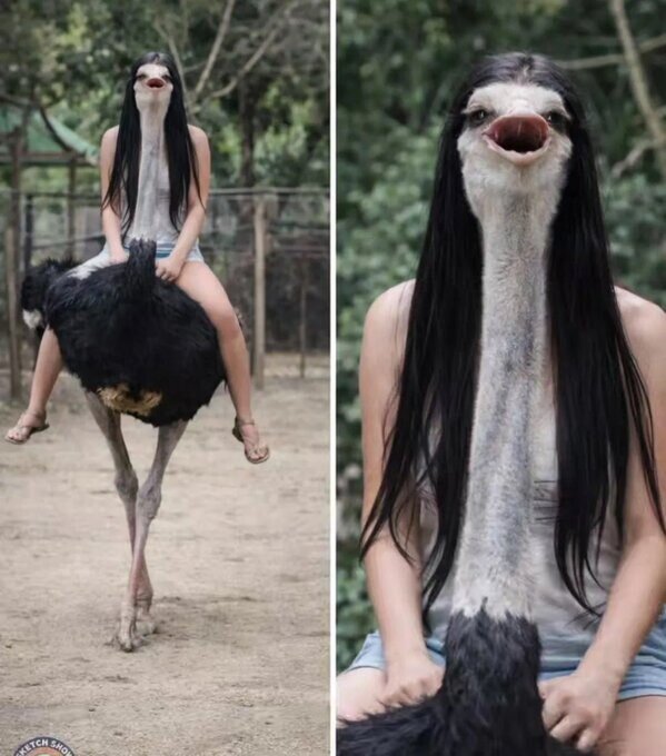 Meme_otros - ¿Qué champú usará este avestruz?