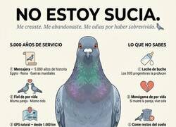 Enlace a Hemos despreciado demasiado a las palomas