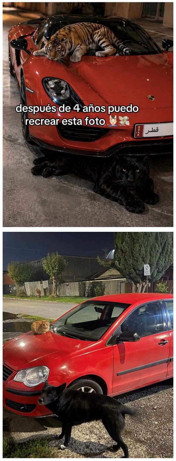 recrear,foto,coche,animales