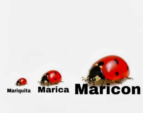 mariquita,bichos,insectos