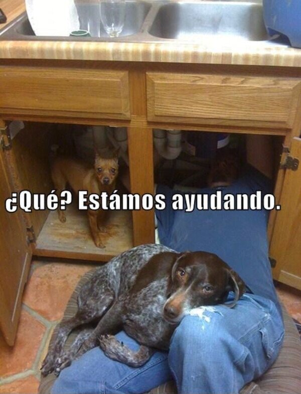 Meme_otros - Los expertos están en ello