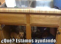 Enlace a Los expertos están en ello