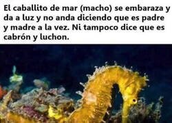 Enlace a Debríamos aprender más del Caballito de mar