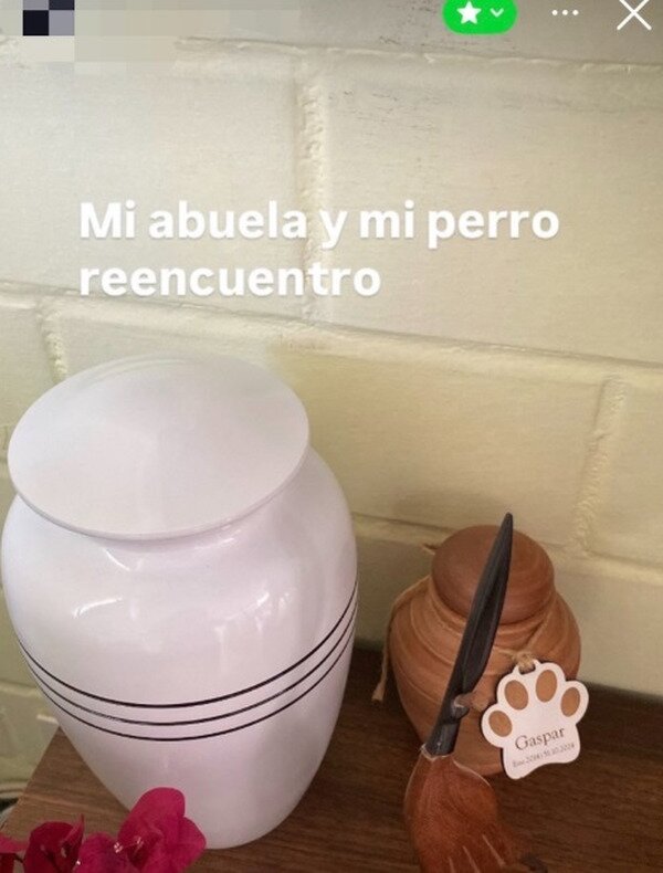reencuentro,familia,abuelo,perro,urnas